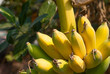 © Somchai - Cultivated banana, Yellow and green banana, Cultivated banana from Thailand country