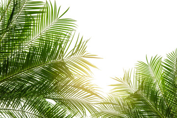 Naklejka las tropikalny słońce palma drzewa