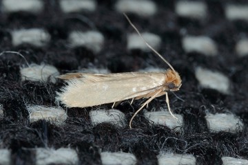 Tineola bisselliella known as the common clothes moth, webbing clothes moth, or simply clothing moth. It is a pest of clothing in homes.