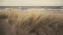 Sand Dunes Of The Baltic Sea With Yellow Grass And Bushes In The Winter January Storm. January, Latvia