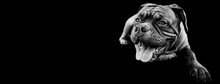 French Mastiff With A Black Background
