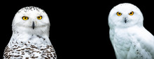Snowy Owl With A Black Background
