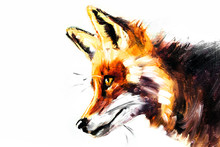 Wild Fox Portrait In Profile On White Background