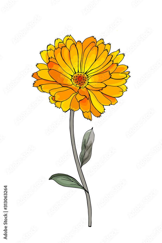 Single hand drawn yellow flower calendula on branch with green leaves. Isolated on white background. Vector stock illustration. - obrazy, fototapety, plakaty 