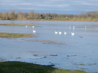 Wall Mural - Cygnes sur la Loire en hiver, Chaumont sur Loire, Loir et Cher, Val de Loire, France