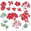 Collection of vector geranium flowers for design in red color