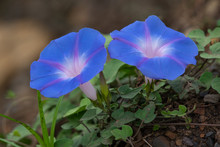 Bright Blue And Mauve Morning Glory Flowers - Ipomoea Indica - Photographed On The North Coast In KwaZulu-Natal, South Africa