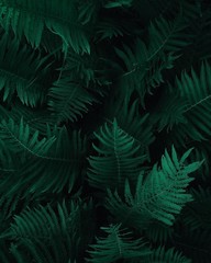  Green leaves pattern background, Natural background and wallpaper