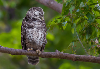 spotted owlet bird sleeping on a branch in nature