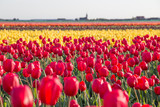 Fototapeta Tulipany - A field of red and yellow tulips in the Dutch bulb fields.