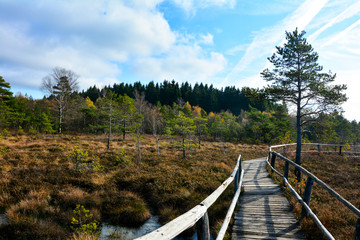 wood path through the black bog moor , with moor eyes in the rhön, germany