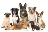 Fototapeta Zwierzęta - Large group of various breeds of dogs together on a white background