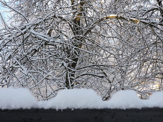 Wall Mural - Snowy tree and fence in winter park