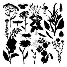 Summer Field Florals Collection. Vector Set Of Herbs, Weeds And Meadows Silhouettes. Vintage Plants With Insects Illustration. Botanical Silhouettes. Wild Flowers Outlines Set.