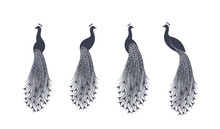 Peacock Logo. Isolated Peacock On White Background