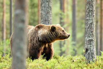 Wall Mural - brown bear in forest at summer