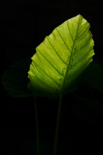 Beautiful Large Green Elephant Ear Leaf