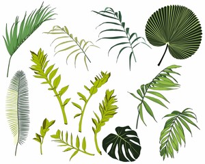 Wall Mural - Tropical plants, leaves and palms set. Exotic illustrations, floral elements isolated, Hawaiian bouquet for greeting card.