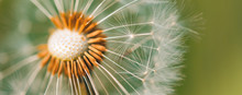 Closeup Of Dandelion With Blurred Background, Artistic Nature Closeup. Spring Summer Meadow Field Banner Background