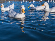 White Pekin Ducks (also Known As Aylesbury Or Long Island Ducks) Swimming On A Lake In Early Winter