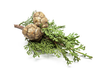 fresh cypress branch with cones isolated on white background