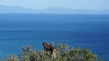 Barbary Macaque Monkey Looking Out Over The Sea