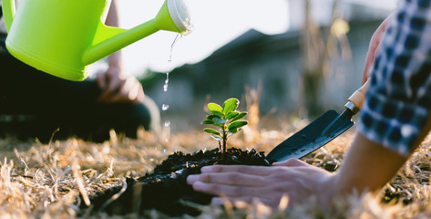 Two men are planting trees and watering them to help increase oxygen in the air and reduce global warming, Save world save life and Plant a tree concept.