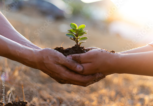 Fotomural Young seedlings are ready to grow in fertile soil, Agriculture gave the young men trees to prepare for planting and reduce global warming, Save world save life and Plant a tree concept