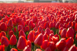 Fototapeta Tulipany - A field of red tulips in Hillegom, Holland