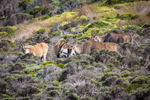 A Group Of Eland Antelopes (Taurotragus Oryx) Foraging In Fynbos Vegetation, South Africa