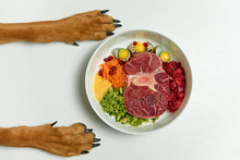 Healthy Natural Organic Dog Food BARF Diet. Dog's Paws By Bowl On White Background. Raw Meat, Eggs, Vegetables.
