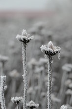 Frost On Coneflowers