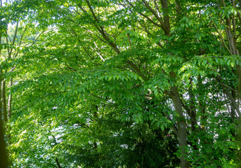 Fresh green trees in forest with sunlight for background , copy space