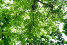 Green Tree Leaf Sky Background Taken From The Low Point Of View And Looking Upwards Toward The Top