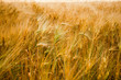 Wheat field in Switzerland during summer