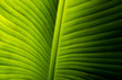 Macro Banana Leaf Texture
