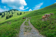 Alpine scene with cows in the mountains in Switzerland