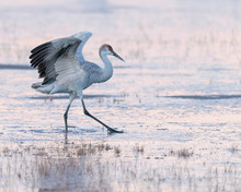 Sandhill Crane Walking In Pond At Sunrise At Bosque Del Apache National Wildlife Refuge In New Mexico