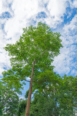 Wall Mural - Natural green trees and sky background with text space and leaf frame