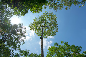 Wall Mural - Green tree leaf sky background