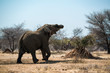 Elefant in Africa
