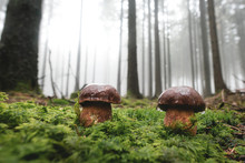 Two Bay Bolete Mushrooms On A Forest Clearing