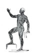 Human anatomy muscle profile drawing