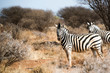 Zebra in Afrika