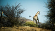 Rennende Giraffe in Afrika