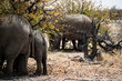 Elefanten unter Bäume