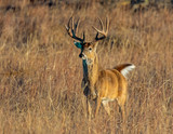 Fototapeta Sawanna - White-tailed Deer in a field