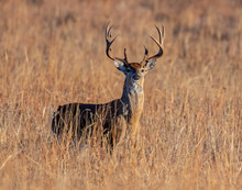 White-tailed Deer In A Field