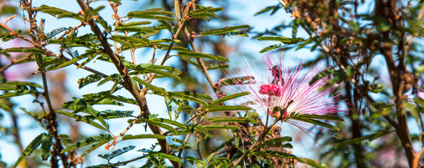 Wall Mural - close up de planta com flor cor-de-rosa