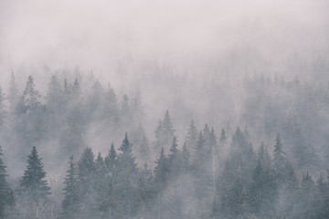 dense fog in the spruce photographed from height